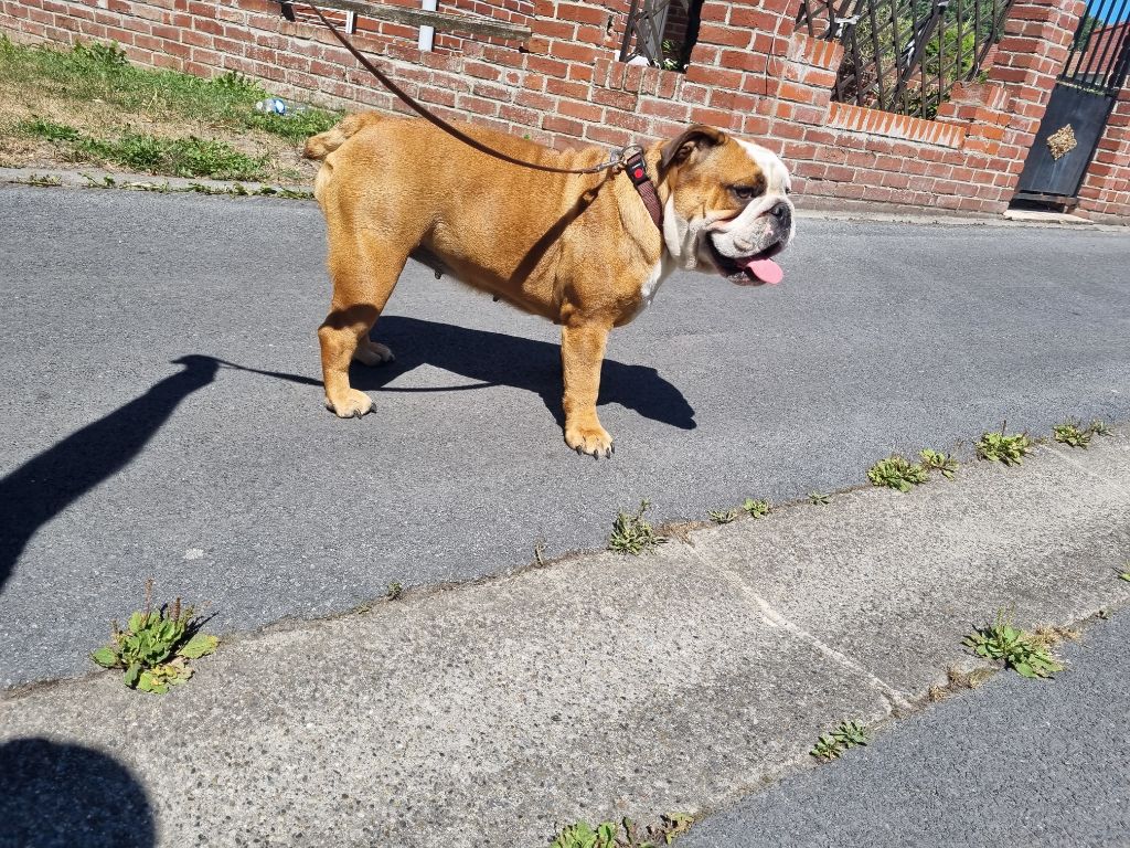 Roxie Des Bulljack Des Bestfriends