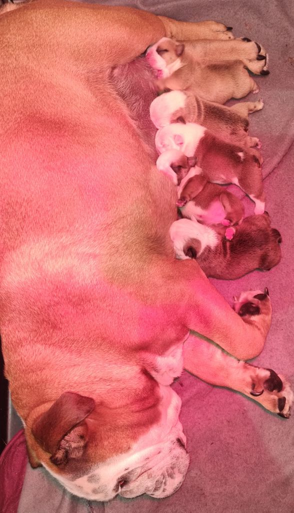 Chiot Bulldog Anglais Des Boulbull In Wonderland